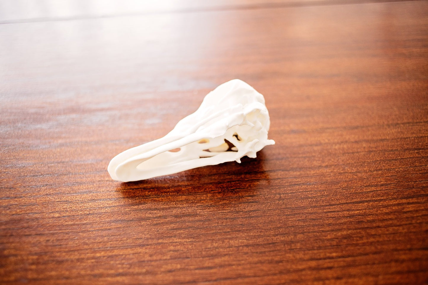Duck Skull Taxidermy-Style Wildlife Decor