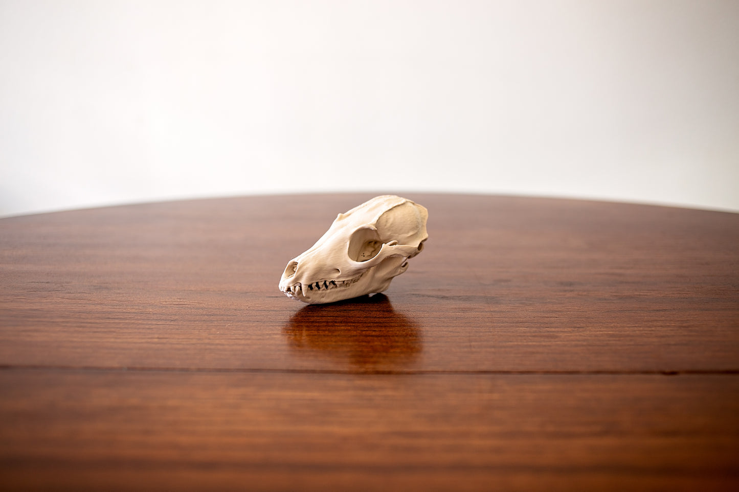 Fox Skull Replica Taxidermy-Style