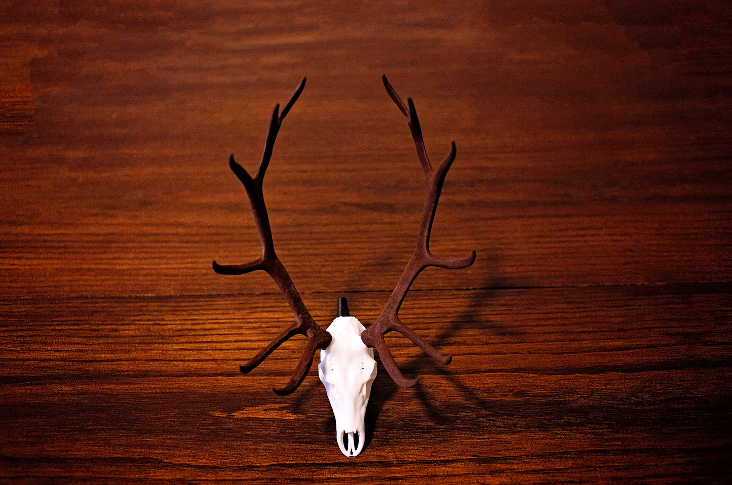 Mini Elk Skull