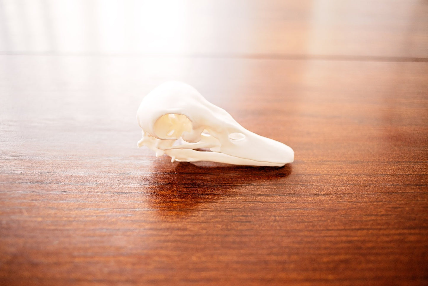 Duck Skull Taxidermy-Style Wildlife Decor