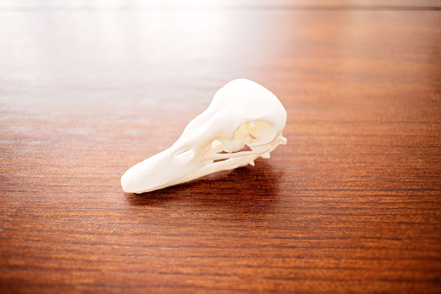 Duck Skull Taxidermy-Style Wildlife Decor