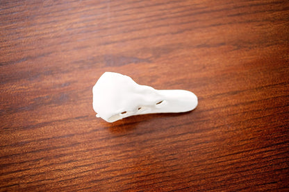 Duck Skull Taxidermy-Style Wildlife Decor
