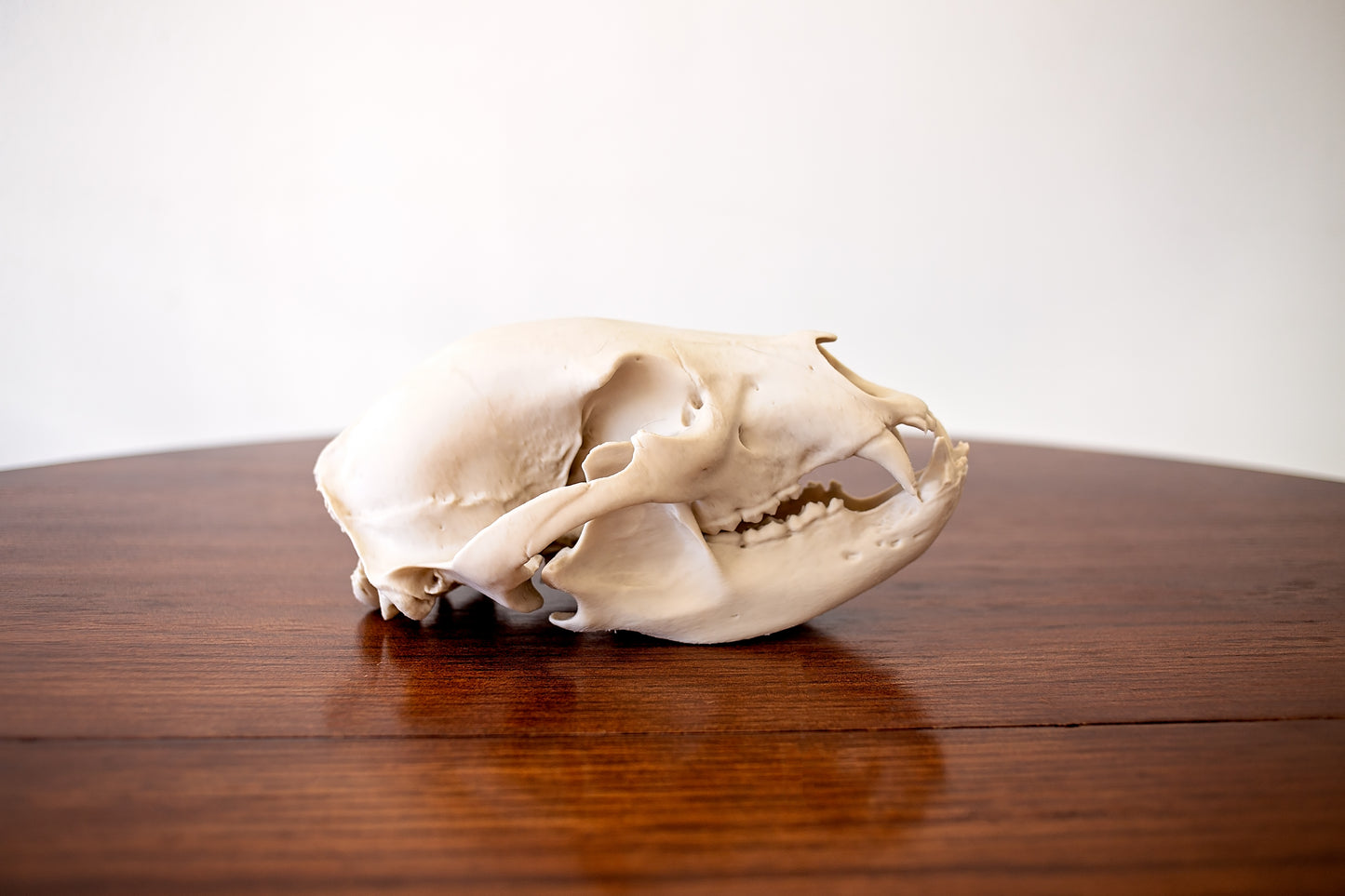 Bear Skull Replica Taxidermy-Style