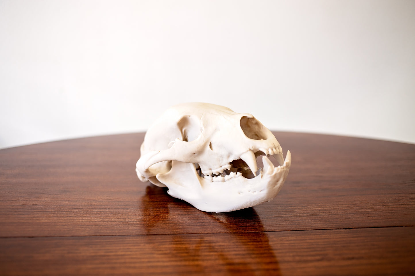 Bear Skull Replica Taxidermy-Style