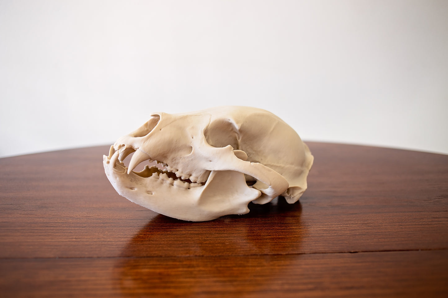 Bear Skull Replica Taxidermy-Style
