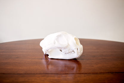 Mountain Lion Skull Replica Taxidermy-Style
