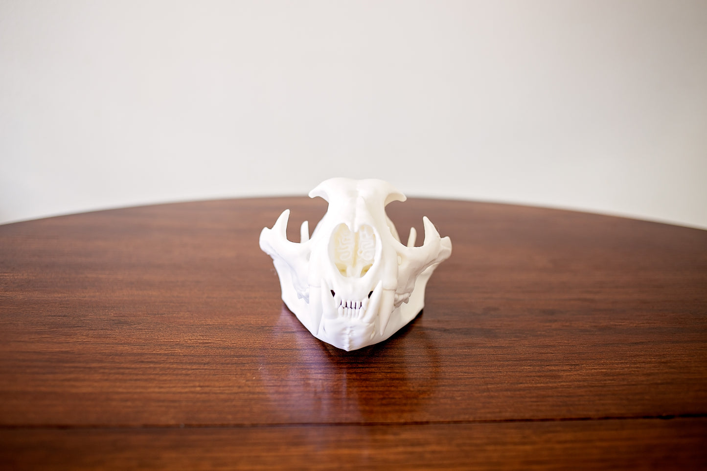 Mountain Lion Skull Replica Taxidermy-Style