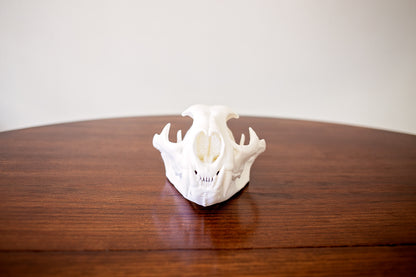 Mountain Lion Skull Replica Taxidermy-Style