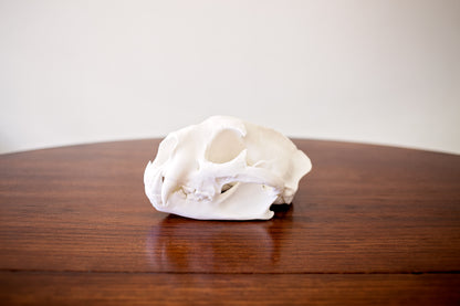 Mountain Lion Skull Replica Taxidermy-Style