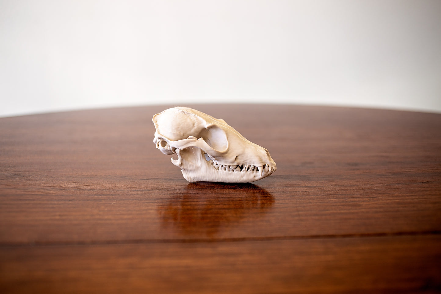 Fox Skull Replica Taxidermy-Style