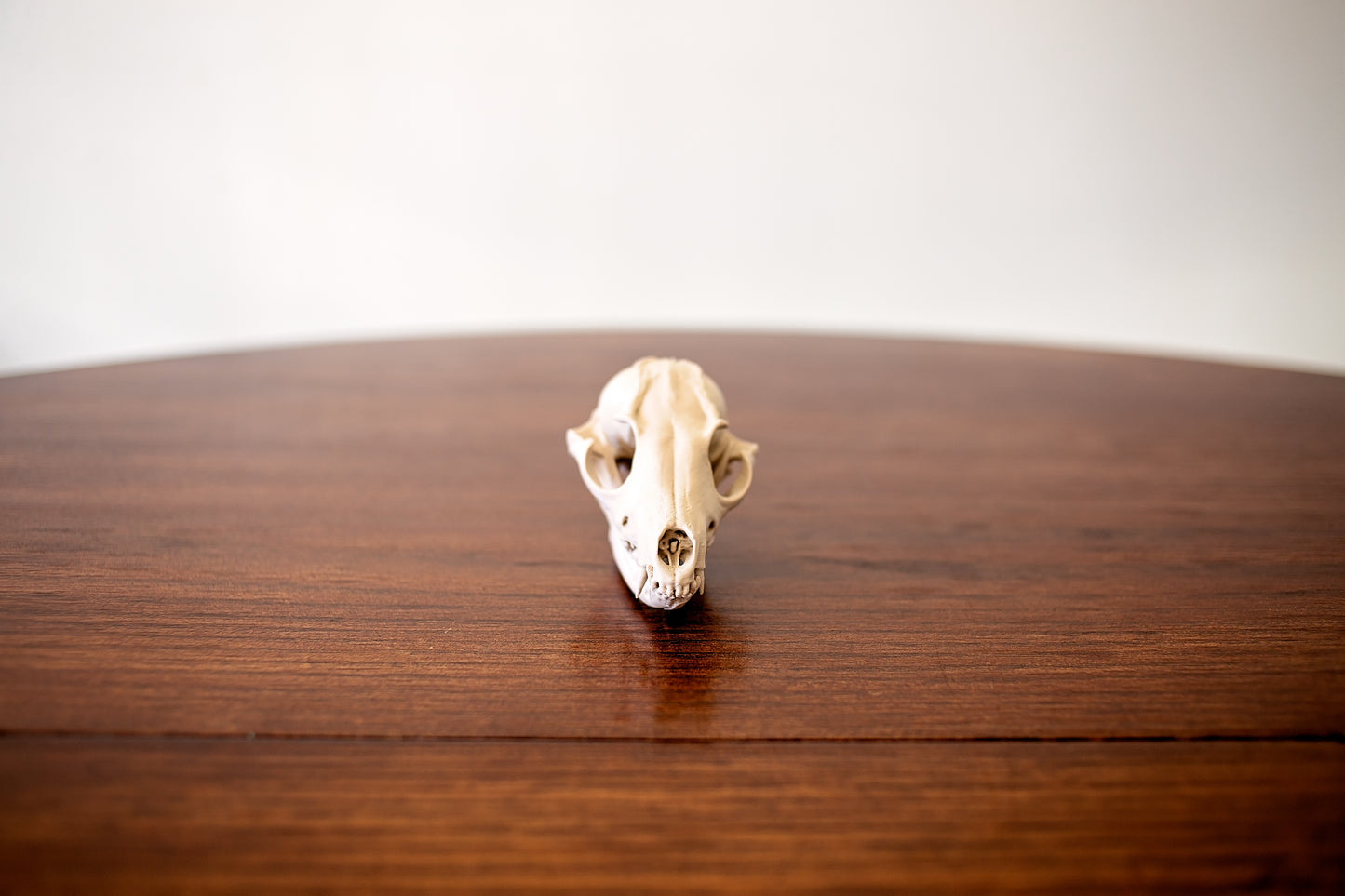 Fox Skull Replica Taxidermy-Style