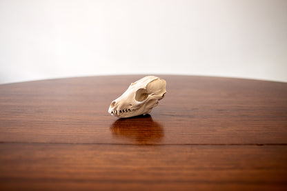 Fox Skull Replica Taxidermy-Style