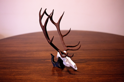 Mini Elk Skull
