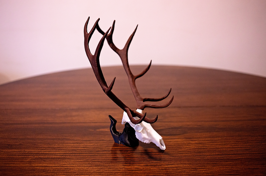Mini Elk Skull