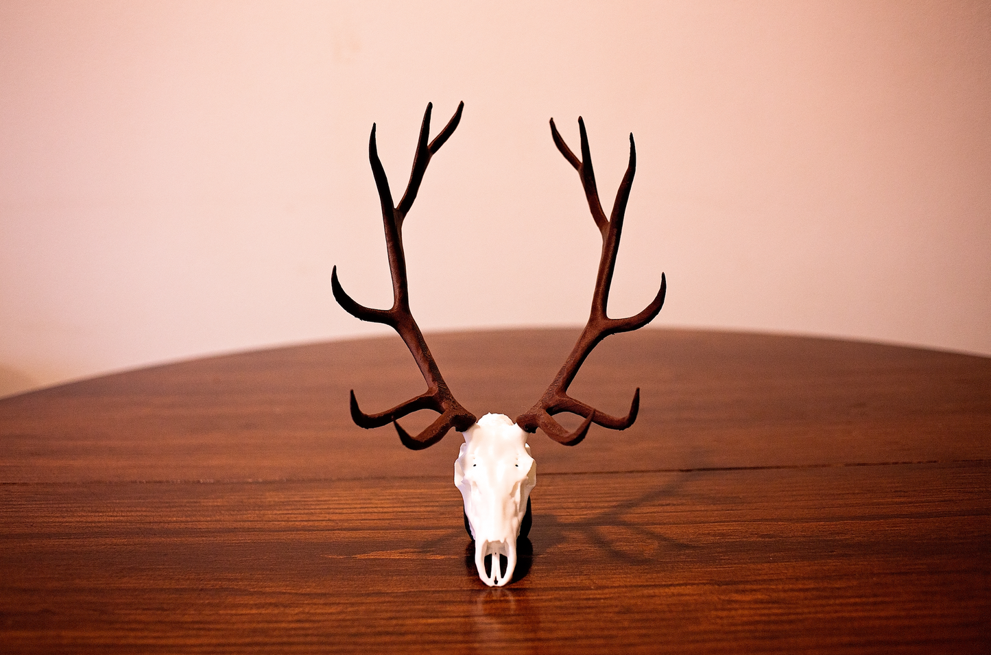 Mini Elk Skull