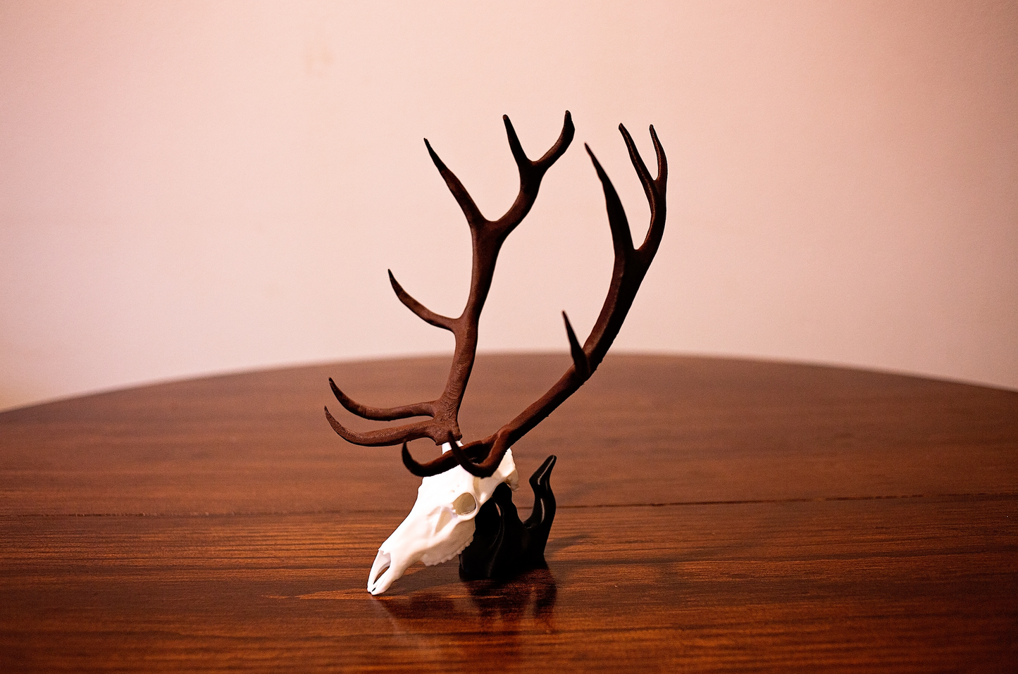 Mini Elk Skull