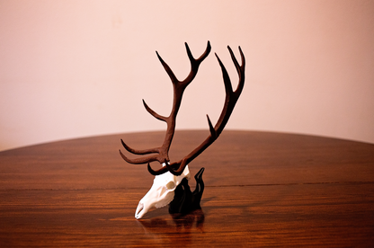 Mini Elk Skull